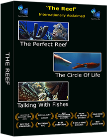 Liquid Motion Underwater Film Production Company - Professional Underwater Film Services, #underwaterfilmservices #underwaterfilmmaking #underwaterfilmcourses #underwaterproductionservices #underwatercameraman, National Geographic, Fox, The Reef Series, The Perfect Reef, Talking With Fishes, The circle of life